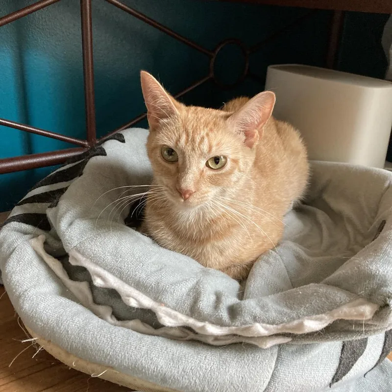 A young medium-sized female Orange / Red Domestic Short Hair cat named Curly Tail for adoption in Greensboro, NC