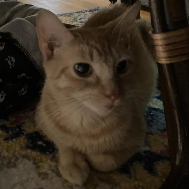 Curly Tail thumbnail 3