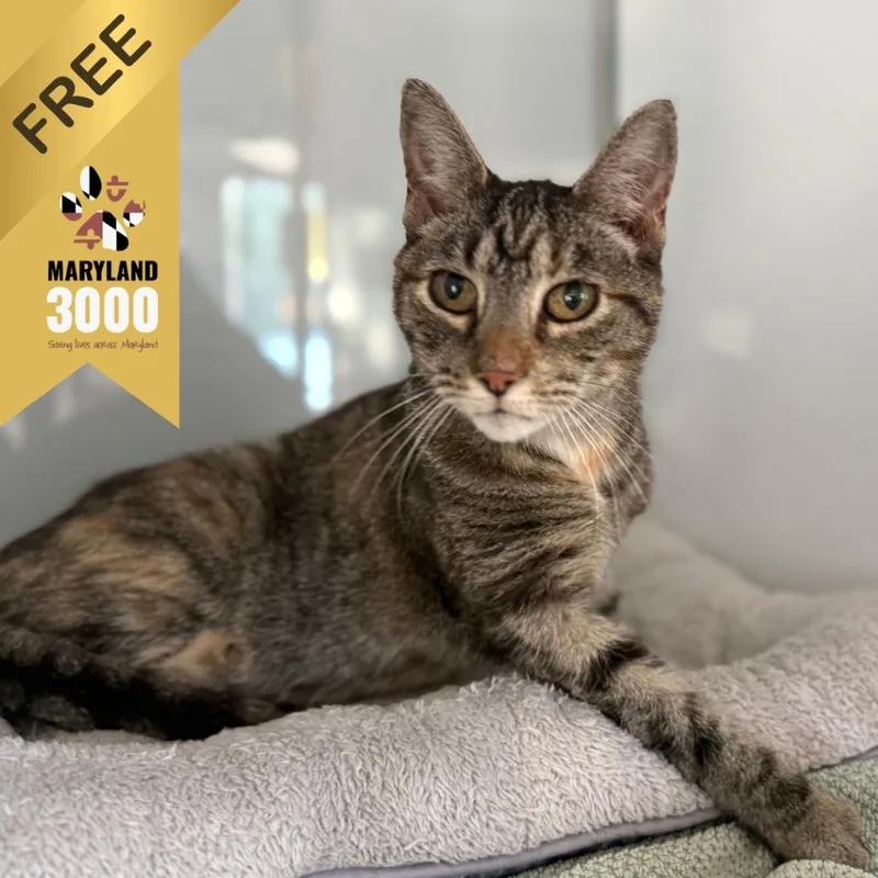 A senior medium-sized female Brown / Chocolate Domestic Short Hair cat named Willow for adoption in Ridgely, MD