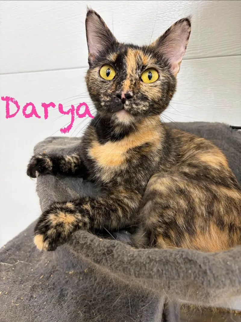 A baby small-sized female Tortoiseshell cat named Darya for adoption in Clarksville, TN