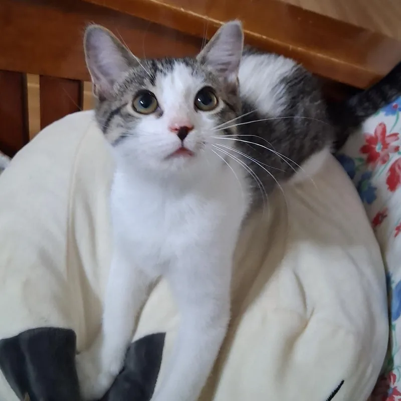 A young small-sized female Buff / Tan / Fawn Domestic Short Hair cat named Caramel for adoption in Wichita, KS