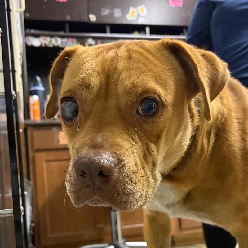 An adult medium-sized female Yellow / Tan / Blond / Fawn Mixed Breed dog named Sweetie Belle for adoption in Summerville, SC