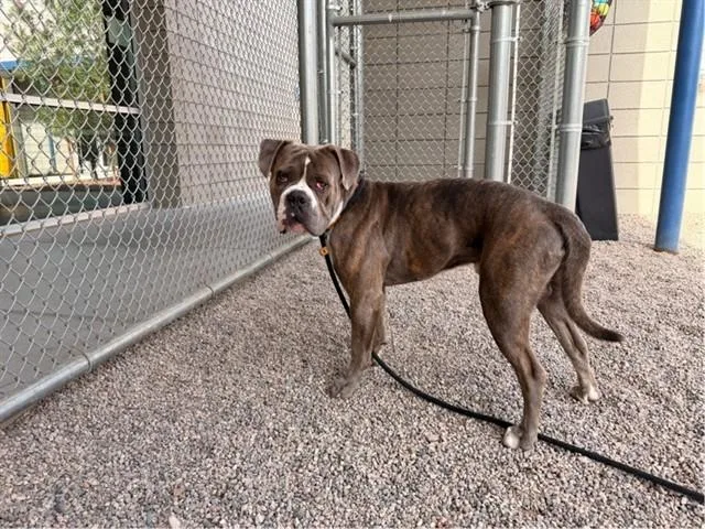 A young large-sized male Pit Bull Terrier dog named Huckleberry for adoption in Phoenix, AZ