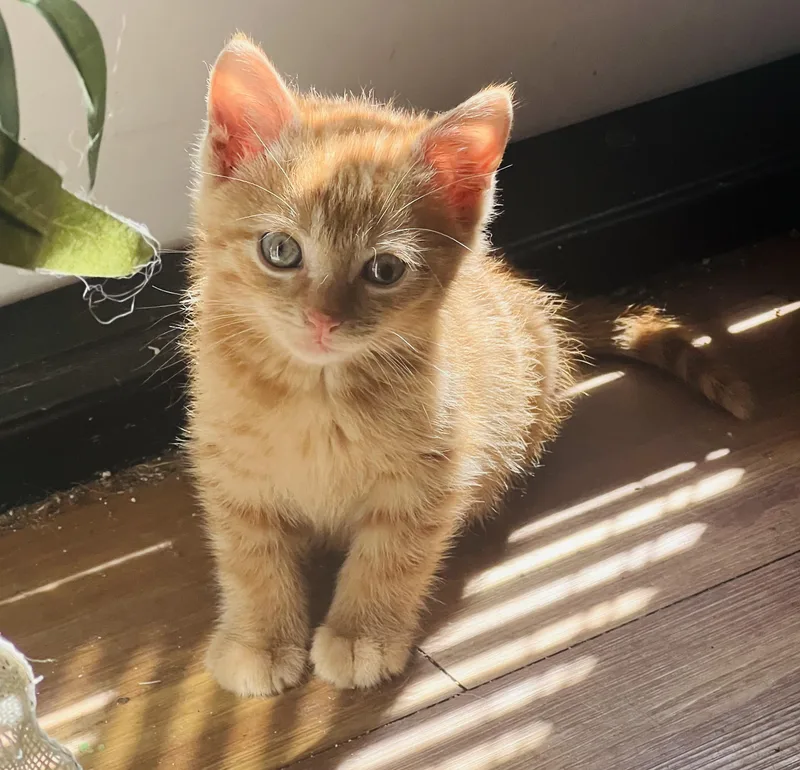 A baby medium-sized male Tabby cat named Curious George for adoption in San Juan Capistrano, CA