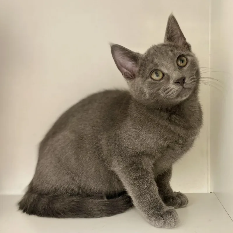 A baby small-sized male Gray / Blue / Silver Domestic Short Hair cat named McNugget for adoption in Champaign, IL