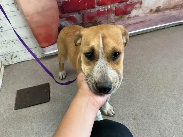 A baby medium-sized male German Shepherd Dog dog named Harold for adoption in San Bernardino, CA