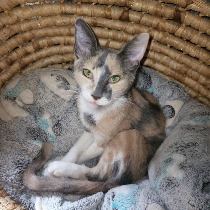 A baby small-sized female Domestic Short Hair cat named Penny for adoption in Plumerville, AR