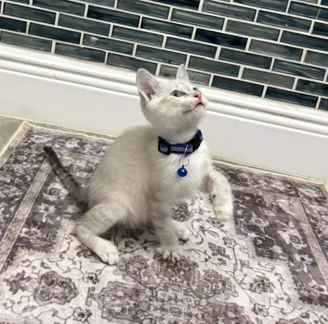 Benson