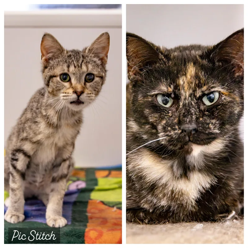 An adult small-sized female Domestic Short Hair cat named Maeve And Orla for adoption in Richland Center, WI