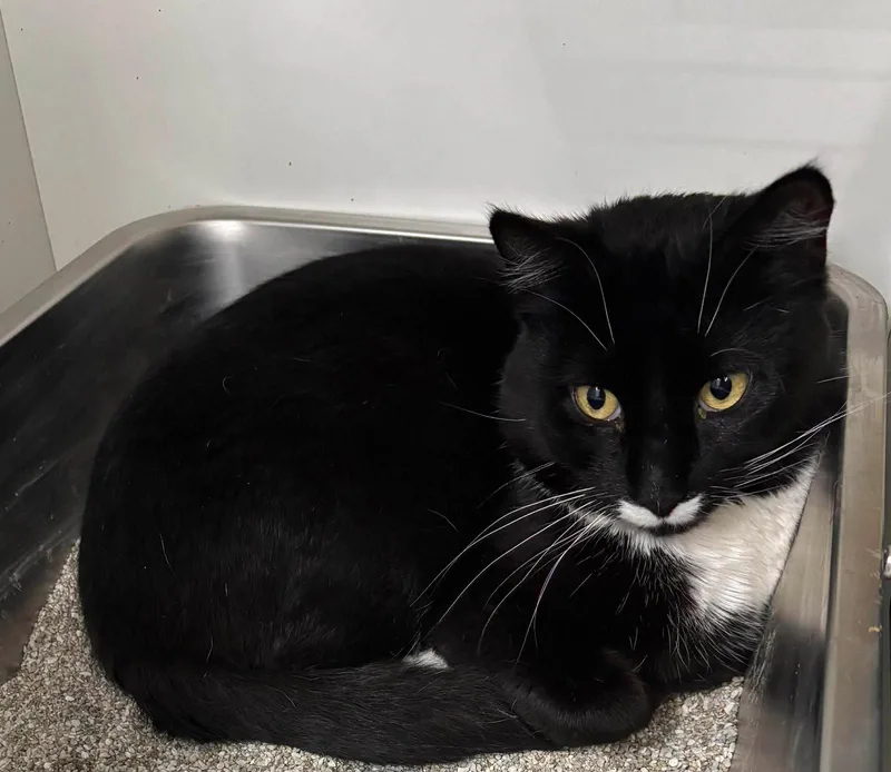 An adult medium-sized male Black & White / Tuxedo Domestic Short Hair cat named Domino for adoption in Holbrook, NY