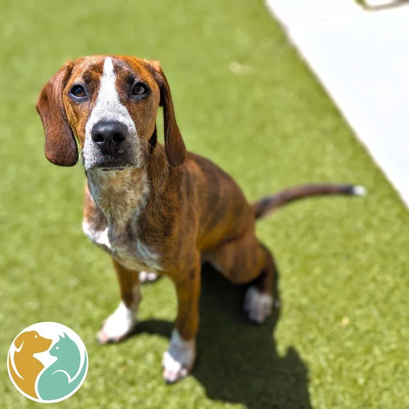 A young medium-sized male Brindle Beagle dog named Trex for adoption in Toledo, OH