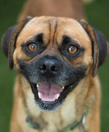 An adult medium-sized male Pug dog named Dr. Hogly Wogly for adoption in Encinitas, CA