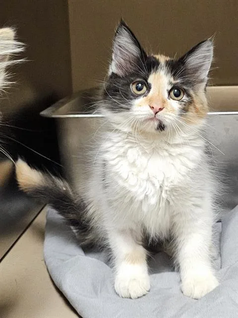 A baby medium-sized female Domestic Medium Hair cat named Geraldine for adoption in Clyde, NC