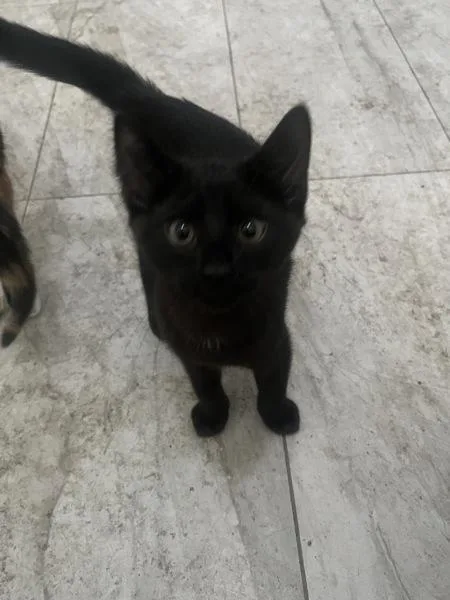 A baby small-sized male Domestic Short Hair cat named Maximus for adoption in Staten Island, NY