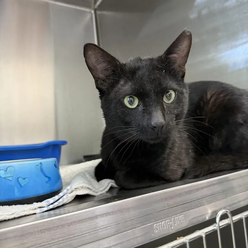 An adult large-sized male Black Domestic Short Hair cat named Zeppelin for adoption in Jupiter, FL