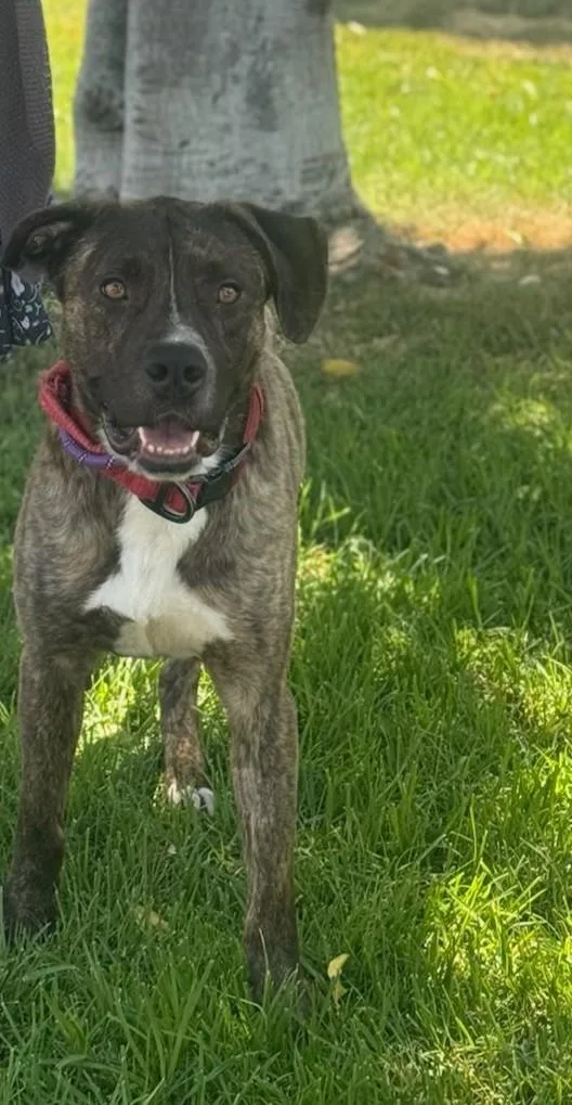 Diesel Fka: Curtis Scent