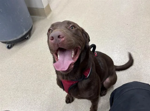 An adult large-sized male Labrador Retriever dog named Benji for adoption in Grand Prairie, TX