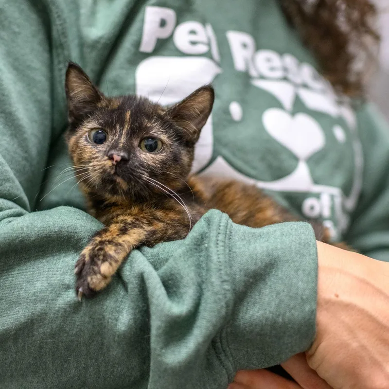 A baby medium-sized female Tortoiseshell cat named Daisy & Minnie for adoption in Hamilton, NJ