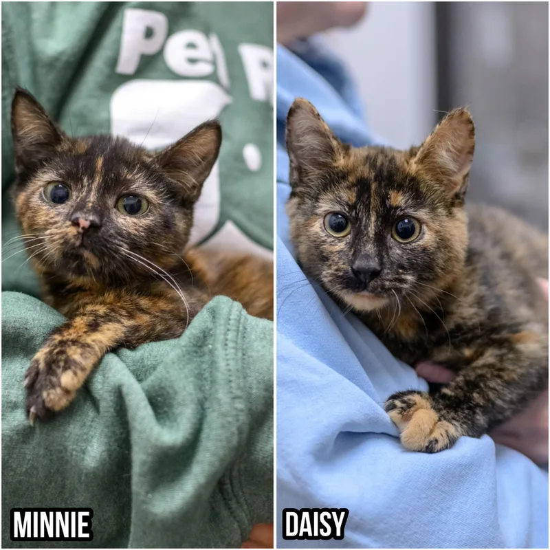 Daisy & Minnie thumbnail 5