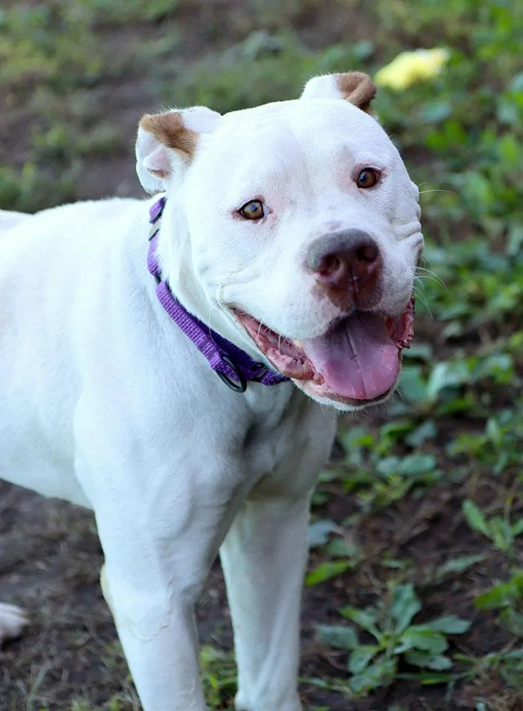 A young large-sized male American Bulldog dog named Finley for adoption in Kansas City, KS