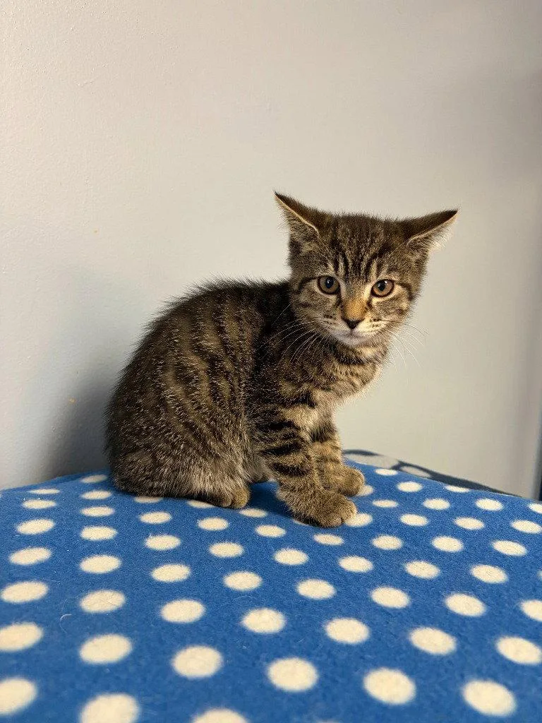 A baby small-sized female Domestic Short Hair cat named Olivia for adoption in Lovingston, VA