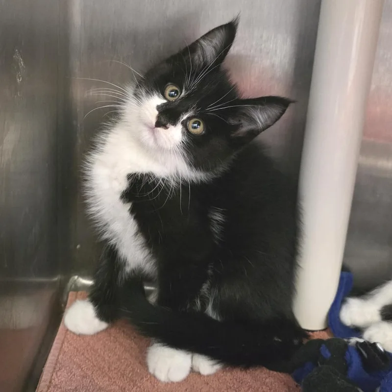 A baby small-sized male Black Domestic Medium Hair cat named Stormfly for adoption in Fort Wayne, IN