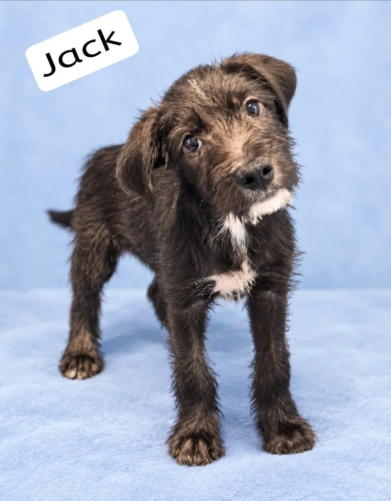 Jack