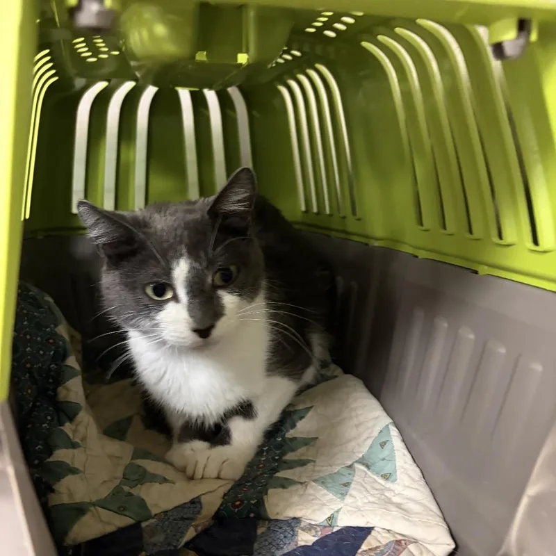 A young medium-sized female Gray / Blue / Silver Domestic Short Hair cat named Purrmesan for adoption in East Smithfield , PA
