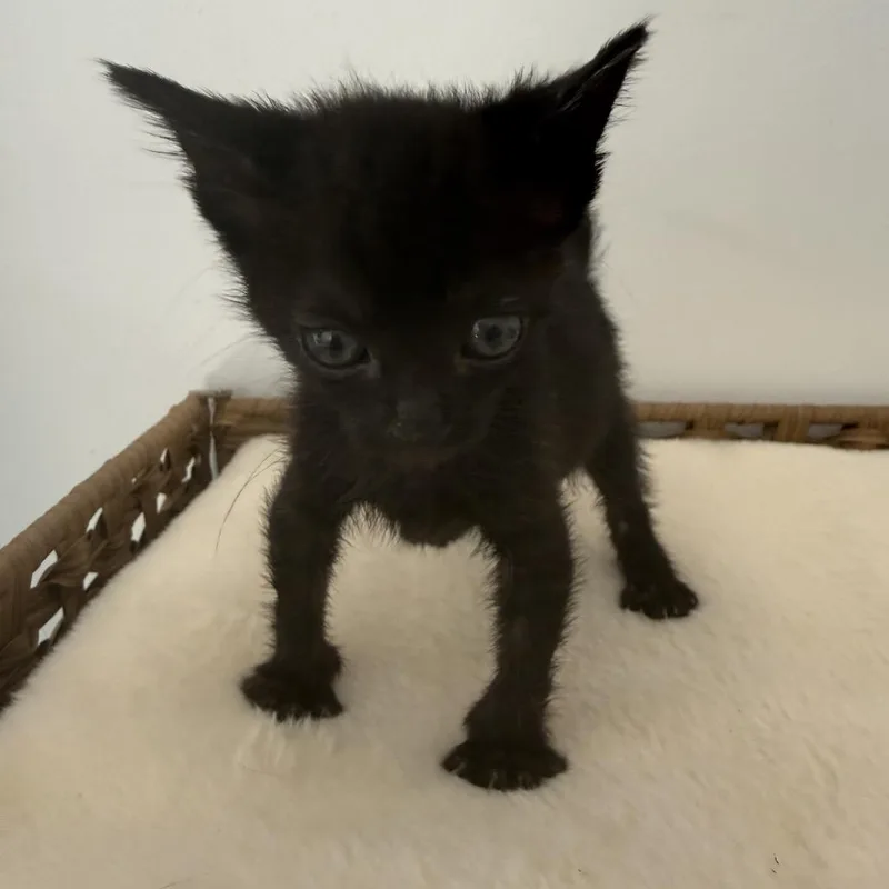 A baby small-sized female Black Domestic Short Hair cat named Oscar for adoption in Tustin, CA