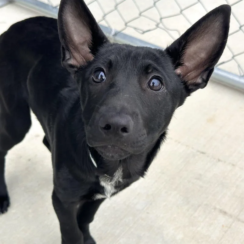 A baby small-sized female Black Shepherd dog named Aqua for adoption in Matteson, IL