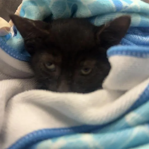 A baby small-sized female Black Domestic Short Hair cat named New Orleans for adoption in Jacksonville, FL