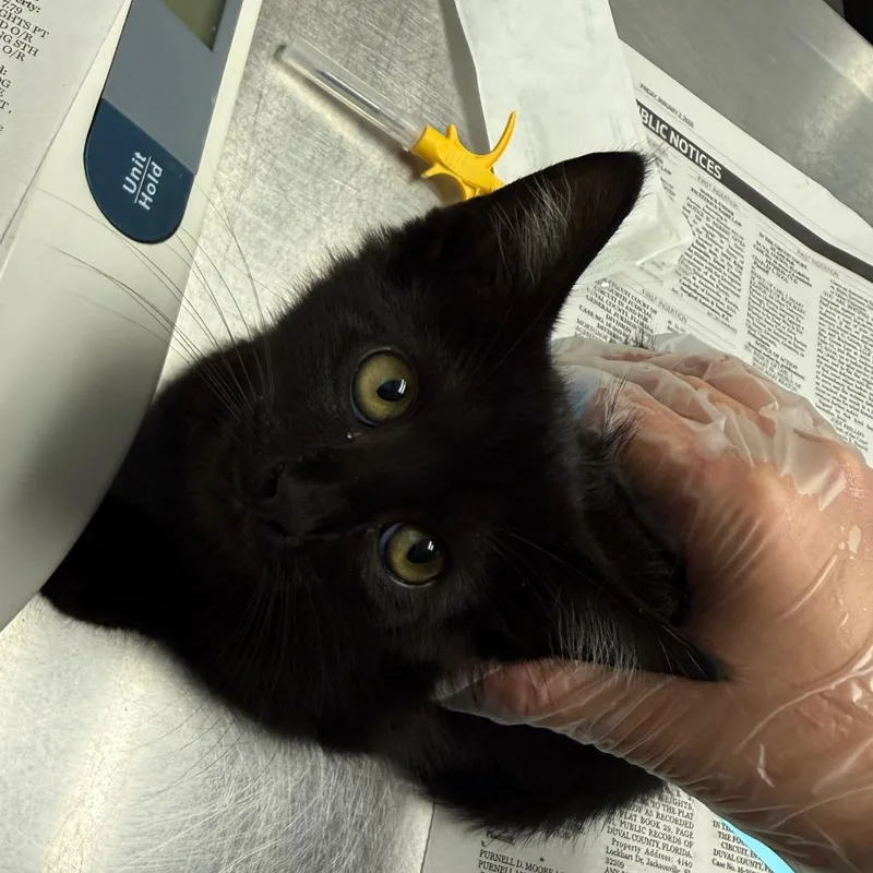 A baby small-sized male Black Domestic Short Hair cat named Naruto for adoption in Jacksonville, FL