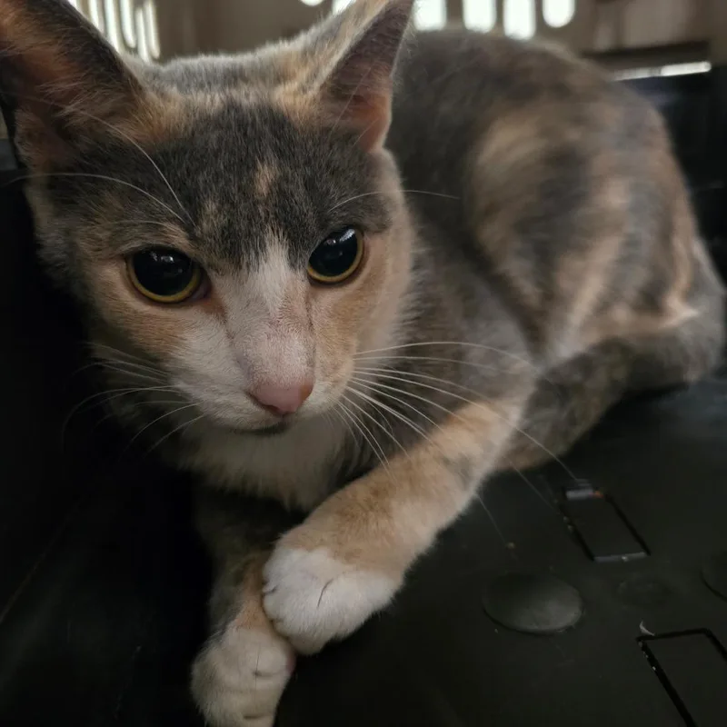A young medium-sized female Tortoiseshell Domestic Short Hair cat named Carly for adoption in Waldorf, MD