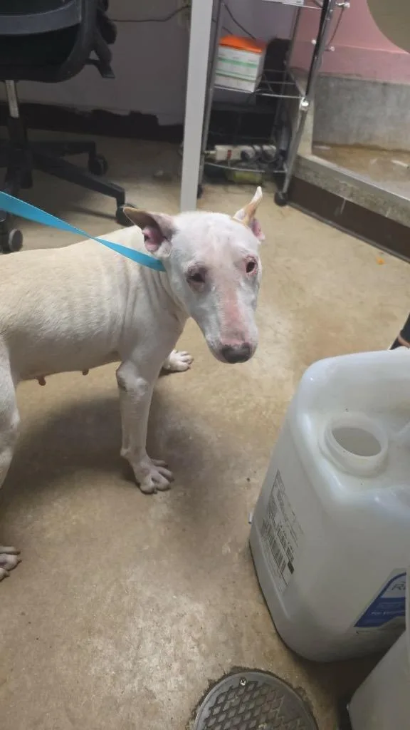 An adult medium-sized female Bull Terrier dog named Poppy for adoption in New Braunfels, TX
