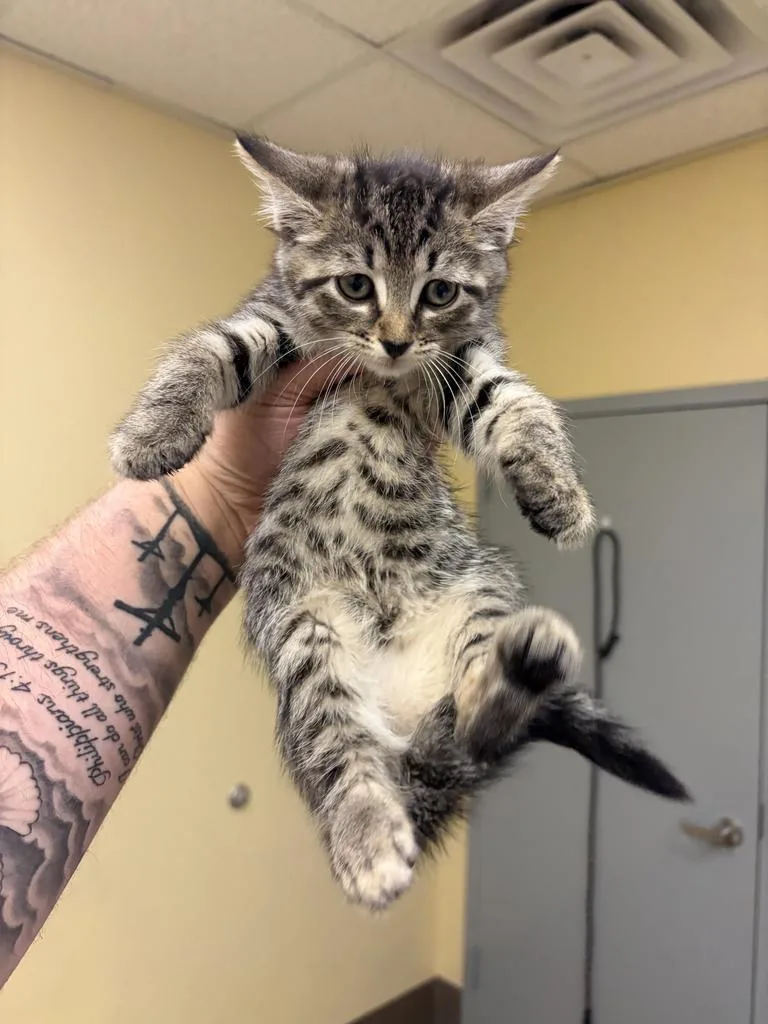 A baby medium-sized female Domestic Short Hair cat named Wasabi for adoption in Florence, SC