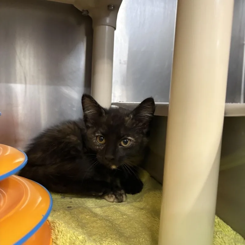 A baby small-sized female Tortoiseshell Domestic Medium Hair cat named Hulu for adoption in Saint Charles, MO