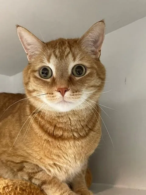 An adult medium-sized male Tabby (Orange / Red) Domestic Short Hair cat named Cinnamon for adoption in Hayward, WI