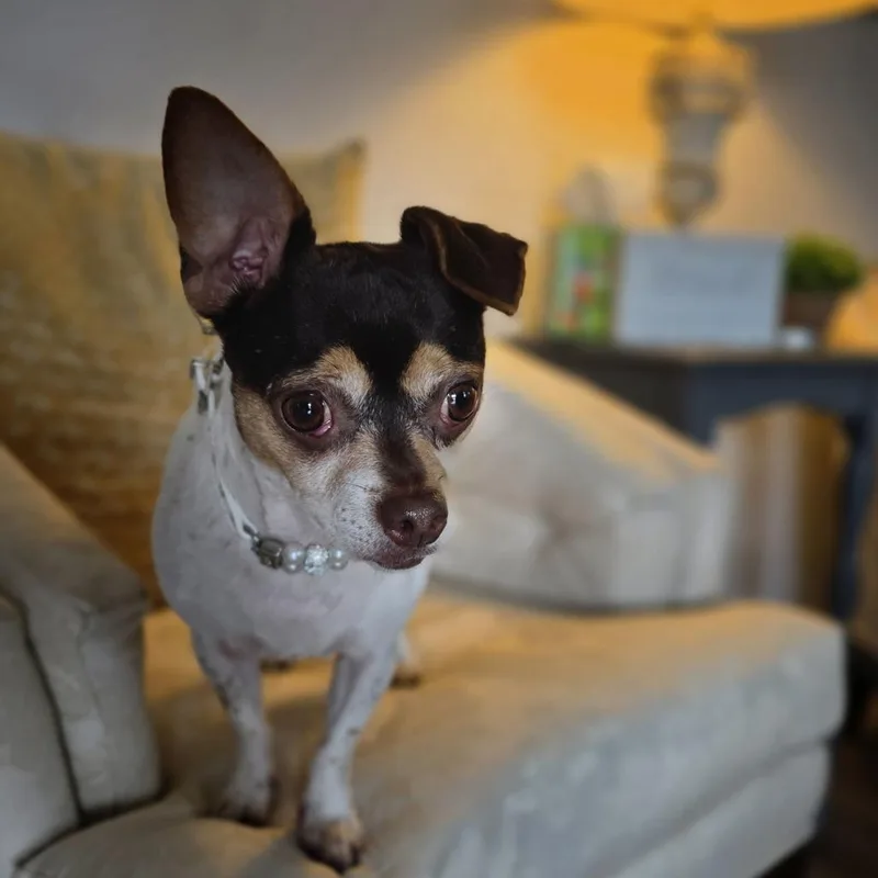 An adult small-sized female Chihuahua dog named LilyBug for adoption in Williston, FL