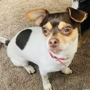 LilyBug thumbnail 3