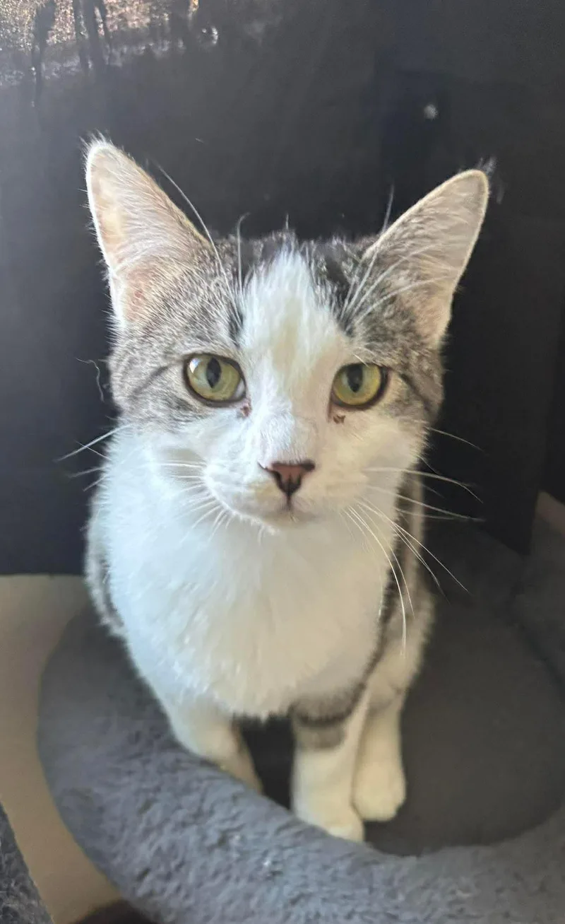 A young small-sized female Gray & White Domestic Short Hair cat named Glacier for adoption in Webster City, IA