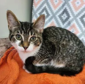 A young medium-sized male Domestic Short Hair cat named Prince for adoption in Bucyrus, OH