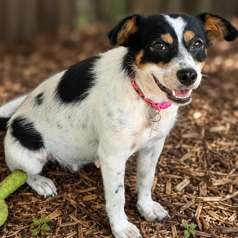 An adult small-sized female White / Cream Parson Russell Terrier dog named Ivy for adoption in Boerne, TX