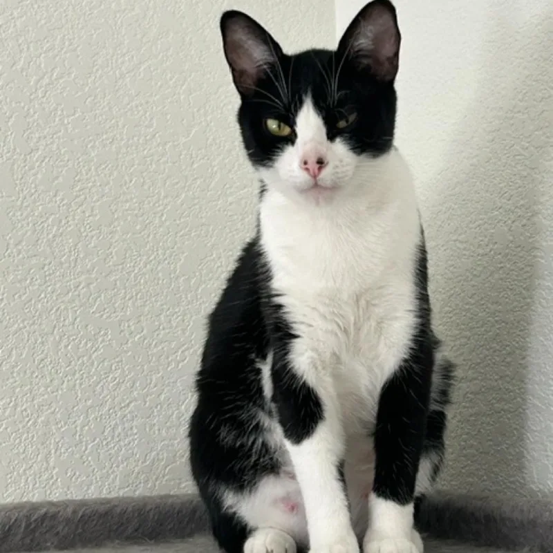 An adult large-sized female Black Domestic Short Hair cat named Ellie for adoption in Ashland, OR