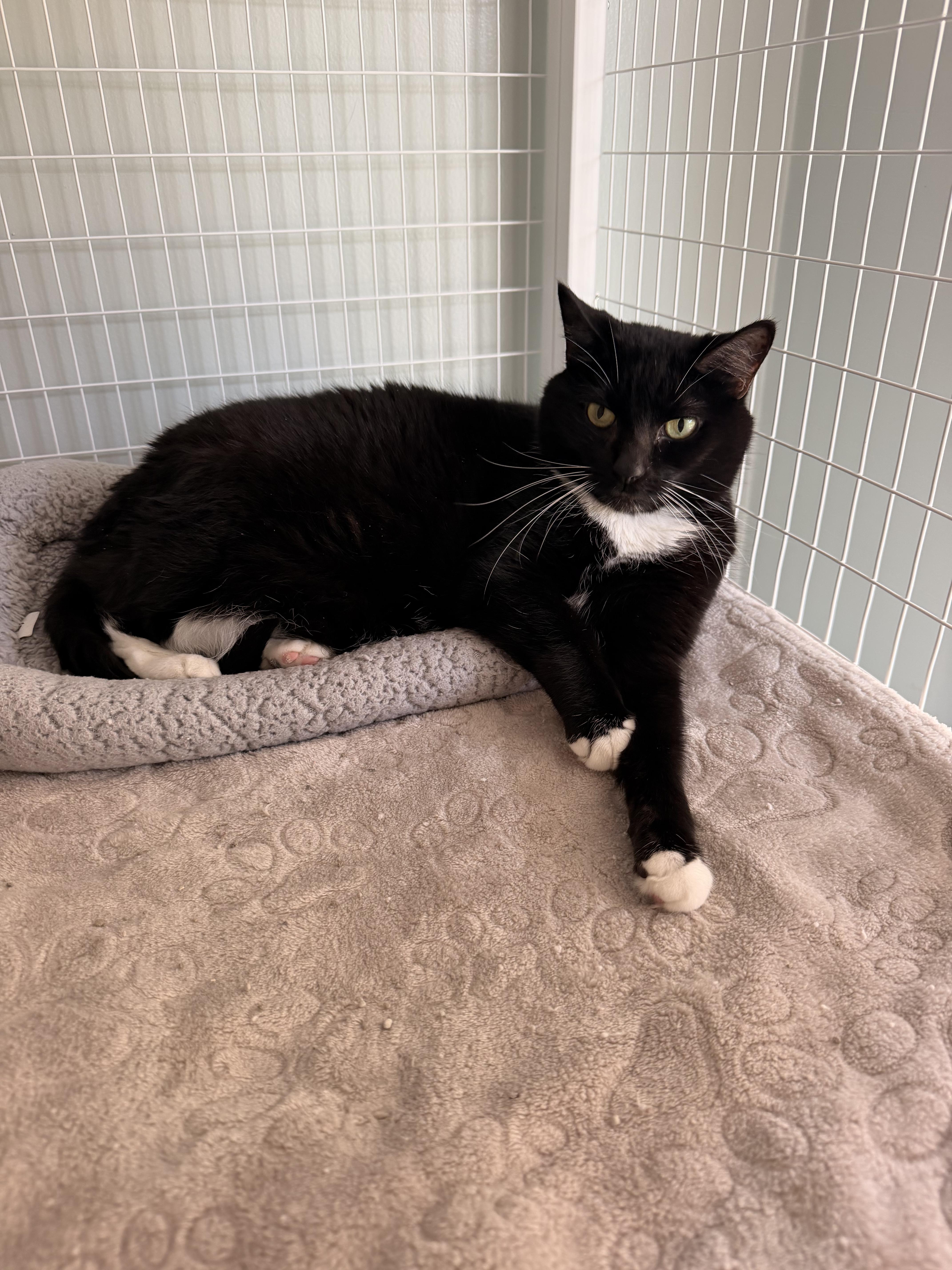A young medium-sized female Domestic Short Hair cat named Siren for adoption in Suffolk, VA