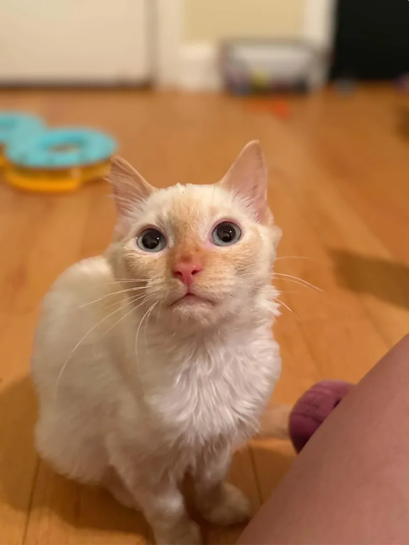 Mushu