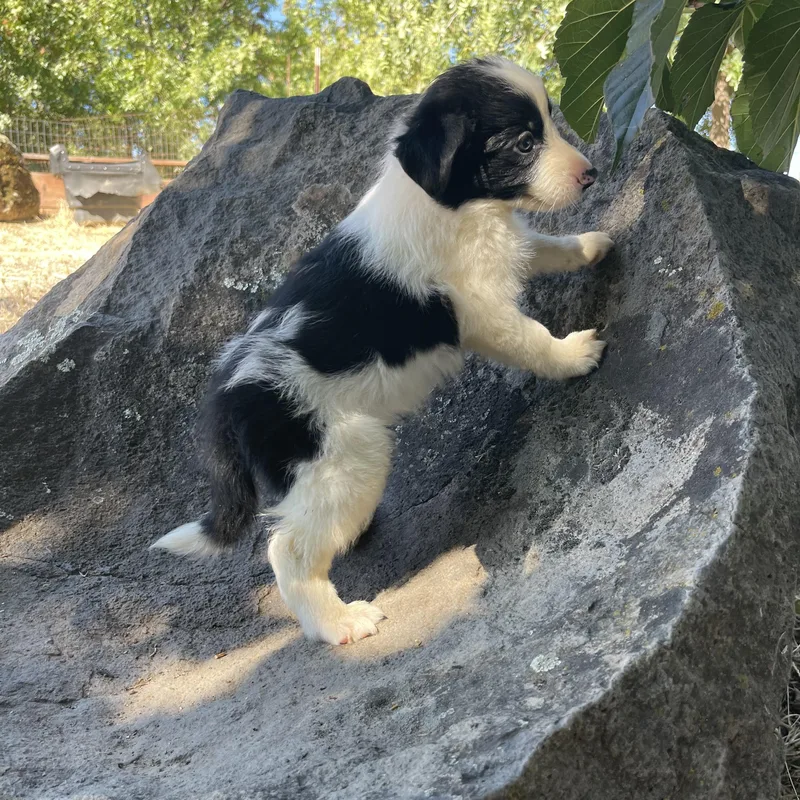 A baby medium-sized female Black Border Collie dog named Shelby for adoption in Vacaville, CA