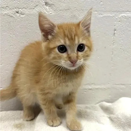 A baby small-sized male Orange / Red Domestic Short Hair cat named Leaf for adoption in Saint Louis, MO