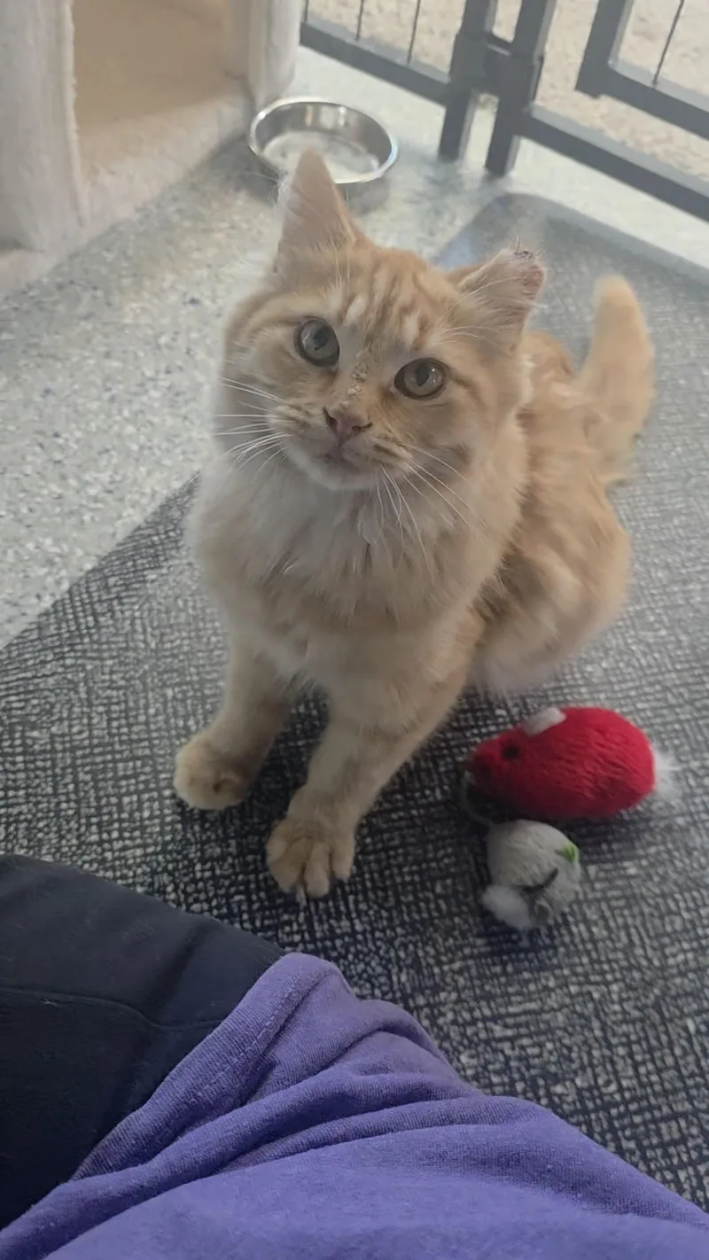 A baby medium-sized female Orange & White Tabby cat named Sunny for adoption in Carson City, NV