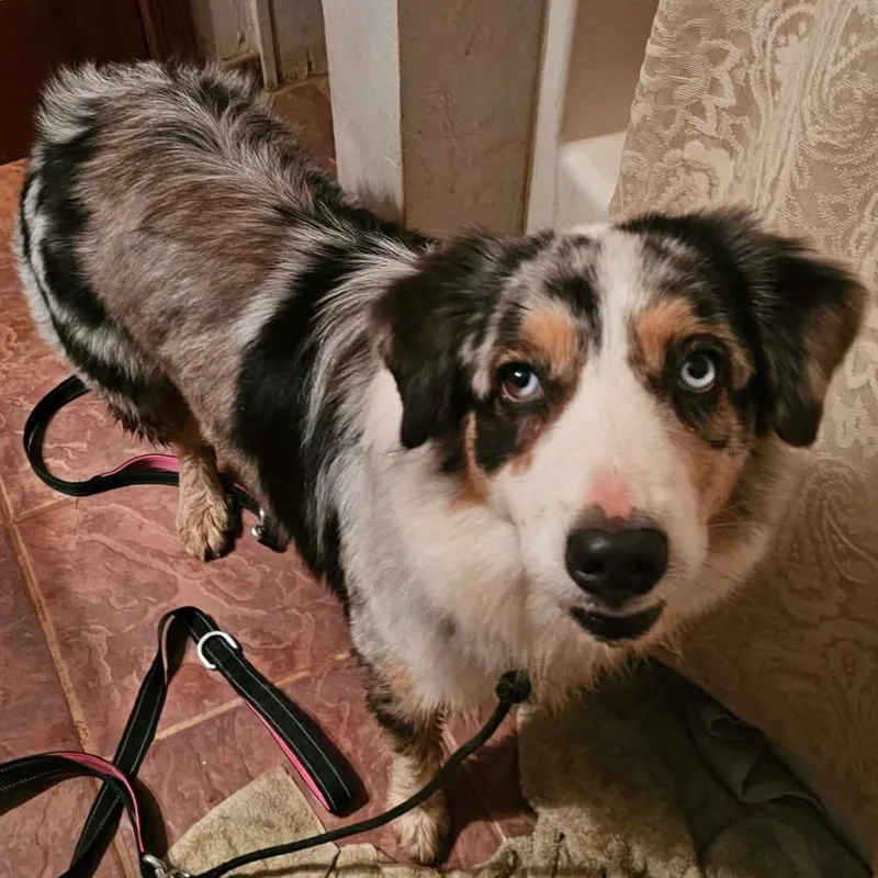 An adult medium-sized female Gray / Blue / Silver Australian Shepherd dog named Sapphire for adoption in Phoenix, AZ