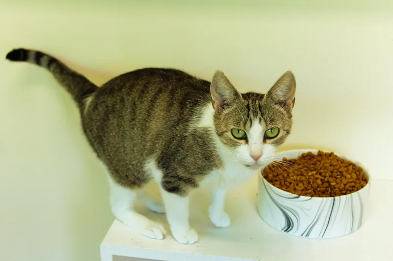 An adult medium-sized female Tabby (Brown / Chocolate) Domestic Short Hair cat named Jasmine for adoption in Urbana, OH